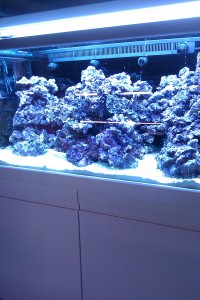 Austin Aquadome's Real Reef Build 3