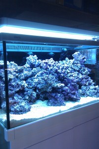 Austin Aquadome's Real Reef Build 4