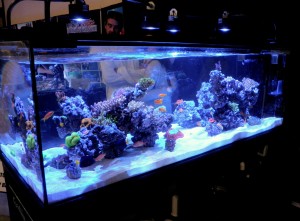 Capistrano Reefs